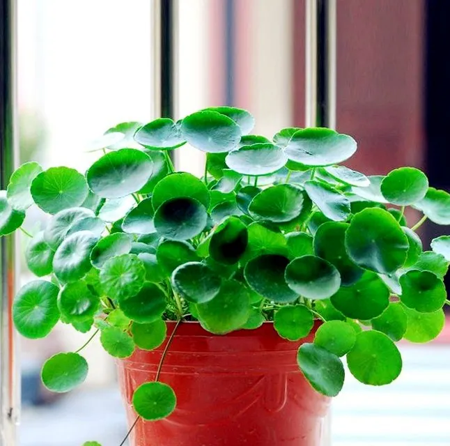 

100 Dichondra Repens Silver Falls Emerald Falls Ground Cover Bonsai in Hanging Baskets Very Creative Beautiful Potted Plants