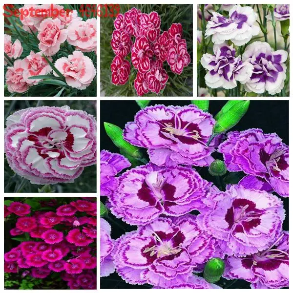 

100 Pcs Colorful Dianthus Caryophyllus Flower Bonsai New Carnation Bonsai Balcony Potted Courtyard Garden Plant High Germination