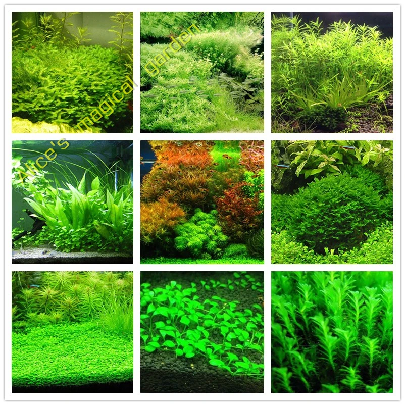 Aliexpress.com : Buy Hot Sale 500pcs New aquarium grass (mix) water ... - Hot Sale 500pcs New Aquarium Grass Mix Water Aquatic Plant Family Easy Plant For Decorate The