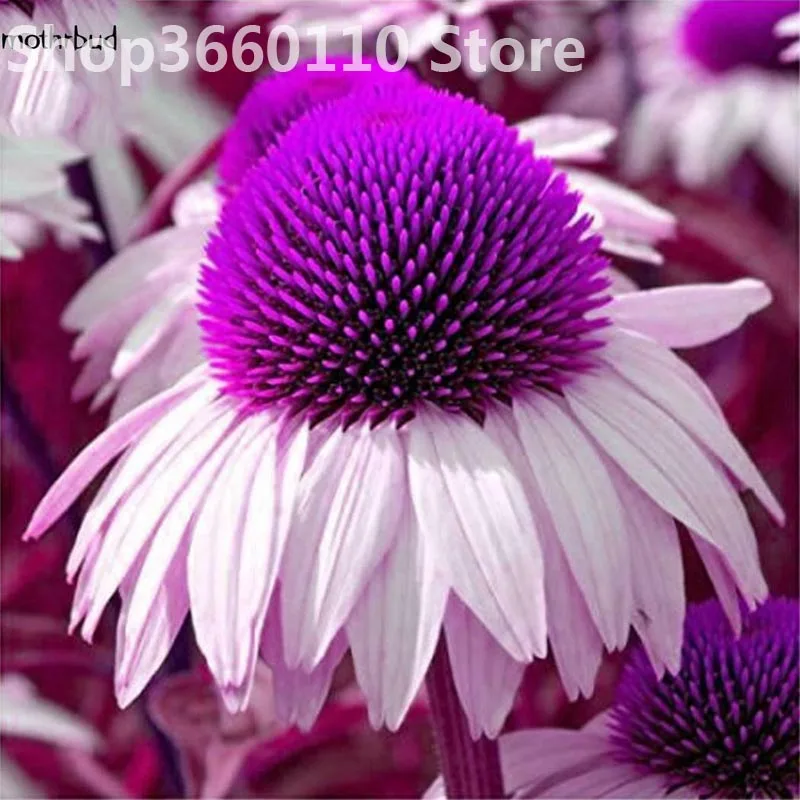 

30 pcs Rare Japan Echinacea Purpurea bonsai beautiful daisy flower plants home garden plants easy to grow bonsai flower plants