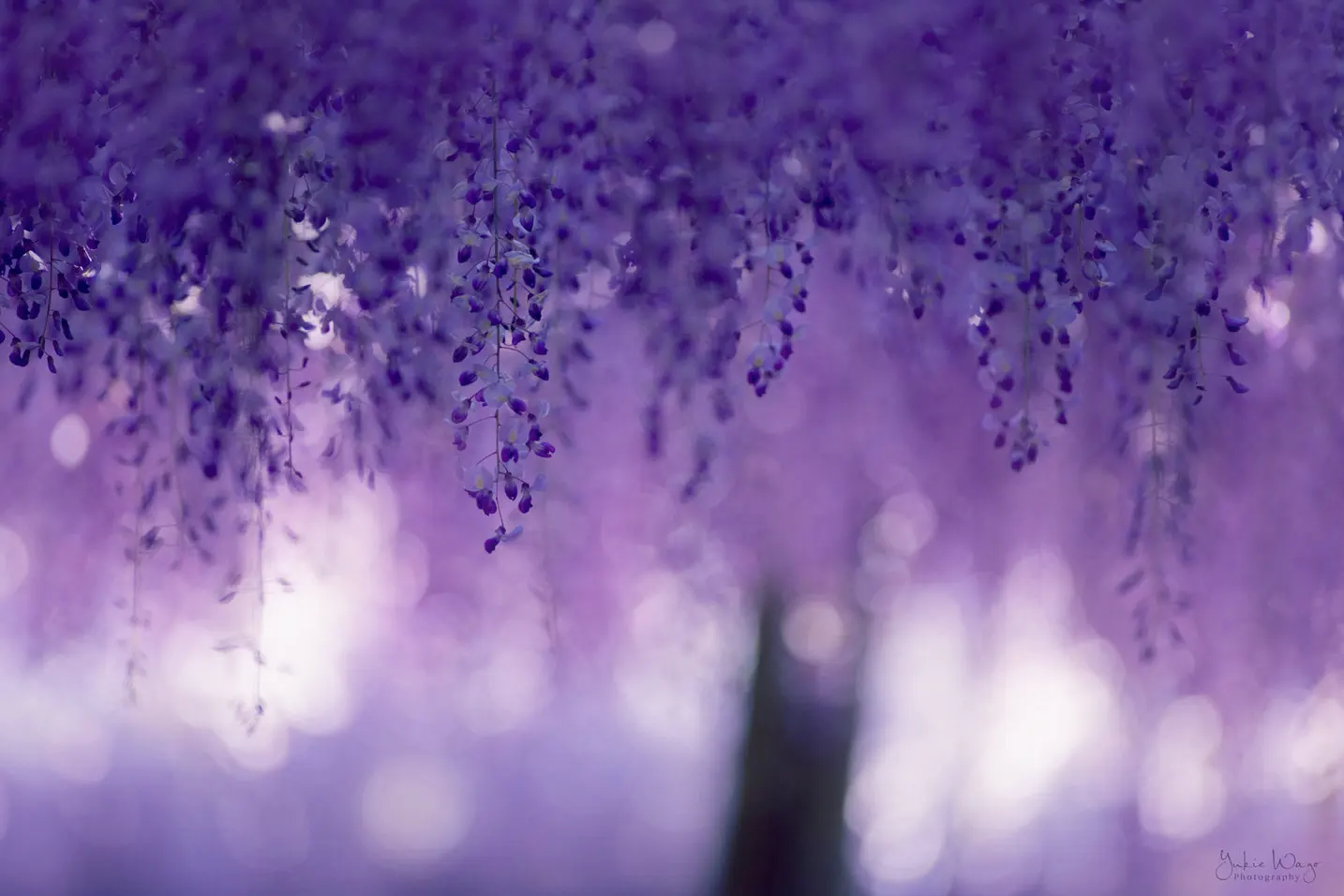 

Lilac tree purple bokeh backdrop High quality Computer print wall photography backgrounds