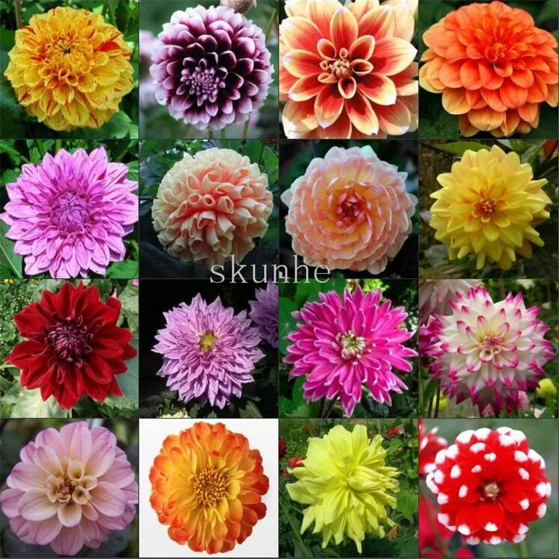 

Bonsai Dahlia narcissus home gardening potted balcony garden office easy to grow flower 10pcs(da li hua)