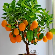 Fruit seeds Orange Tree Seeds DWARF WASHINGTON NAVEL Grow Indoors or Outdoors 30pcs+ AA