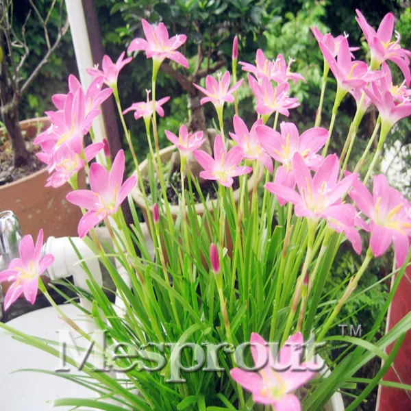 

100pcs A Lot Zephyranthes Candida Bonsai (onion Orchid Bulb) Mini Easy Planting Balcony Fun Indoor Flower Pots Bonsai Free
