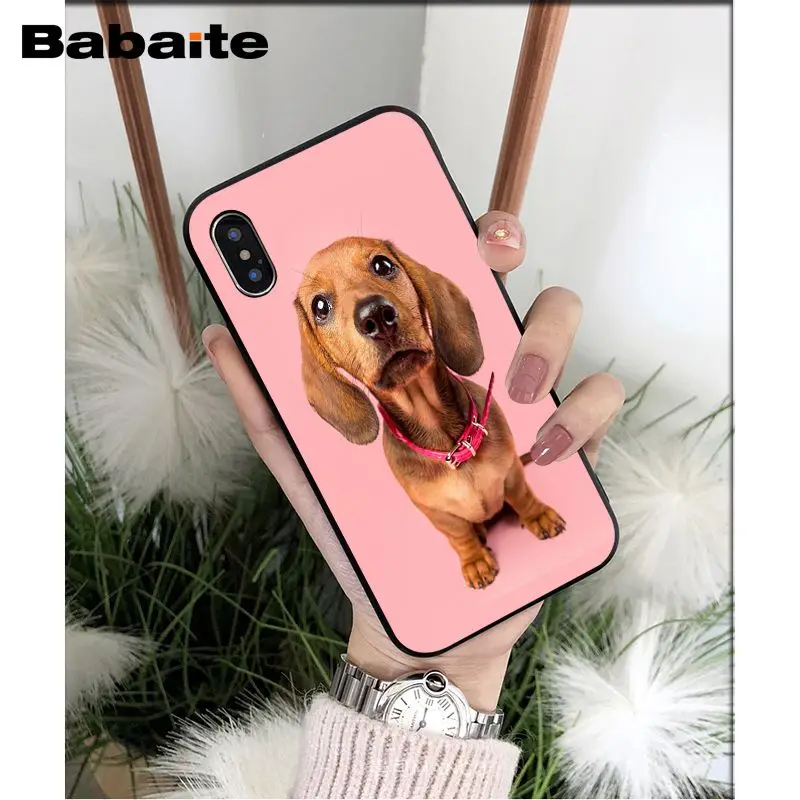 Dachshund dog