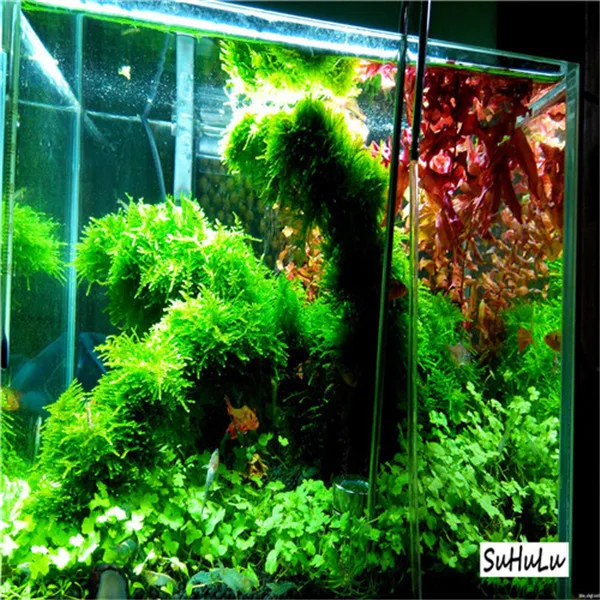 1000 Pcs Aquarium Grass bonsai Water Aquatic Plant bonsai Live Moss Gras Easy to Grow 1000 Pcs Aquarium Grass bonsai Water Aquatic Plant bonsai Live Moss Gras Easy to Grow