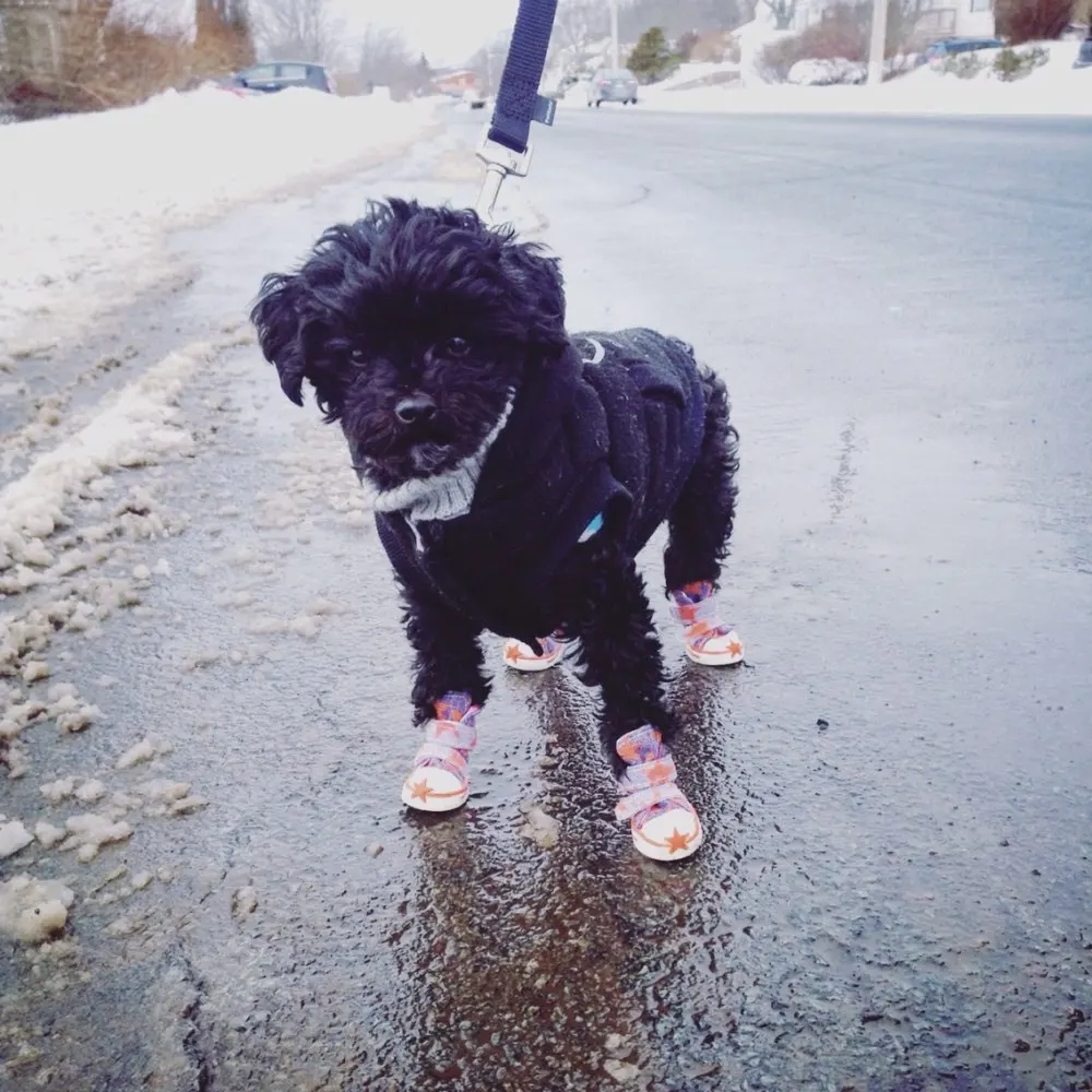 UT8bZPcX6xbXXagOFbXV