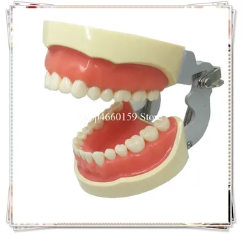 

Dentist use Standard Adult teeth model for Dental practice with 28pcs/Dental teaching and training tooth model