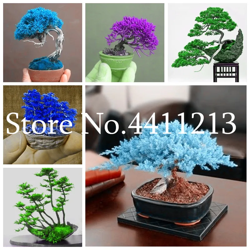 

Sale! 30 Pcs Colorful Japanese Juniper Tree Mixed Bonsai Starter Tree Juniperus Procumbens Nana Potted Plant For Home & Garden