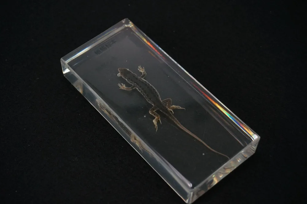 

Real Lizard Specimens In Clear Lucite Block Educational Instrument