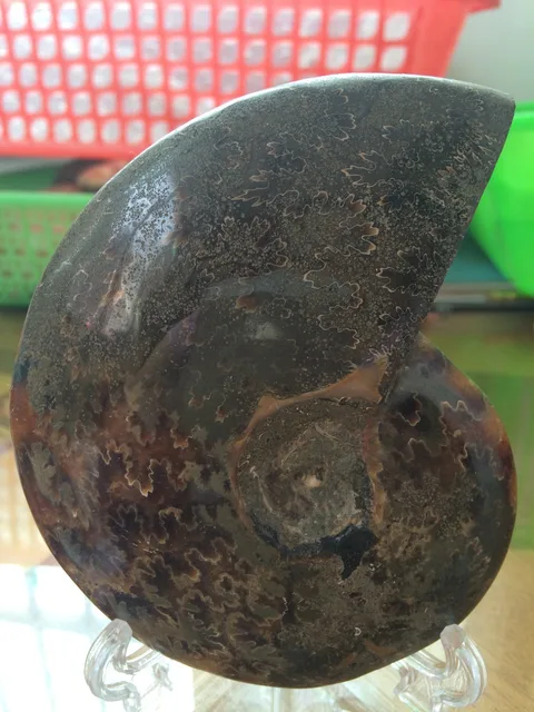 Special Offers Natural. snail ammonite fossils to multicolor and the base of fire Special Offers Natural. snail ammonite fossils to multicolor and the base of fire