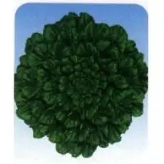 

In eight leaves Braassica bonsai selling organic vegetable bonsais 100pcs