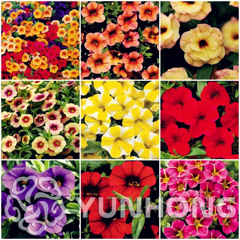 

Mini Calibrchoa Million Bells Annual Flower Bonsai Vary Colors 100PCS Autumn Seasons indoor balcony easy to plant flower Bonsai