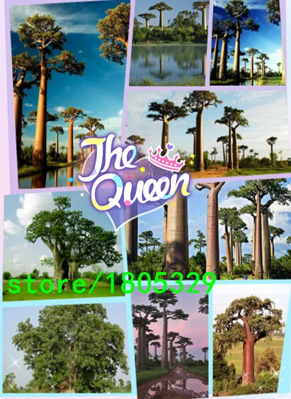 100 seeds deciduous tree Seeds baobab tree seed For Home Garden