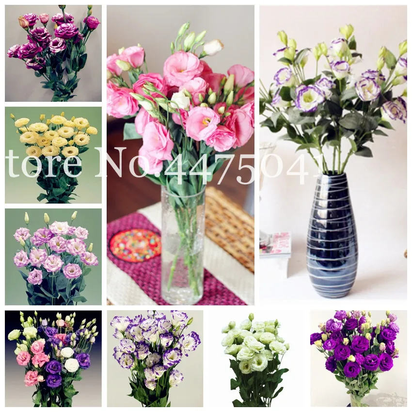 

Big Sale! 100 Pcs/Bag Multicolor Eustoma Flores Bonsai ,Lisianthus Plantas,Perennial Flowering Beautiful Bonsai Plant For Garden