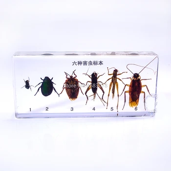 

Brand New 6 kinds injurious insect specimens In clear Lucite Educational Explore Instrument 14X6.4X2cm