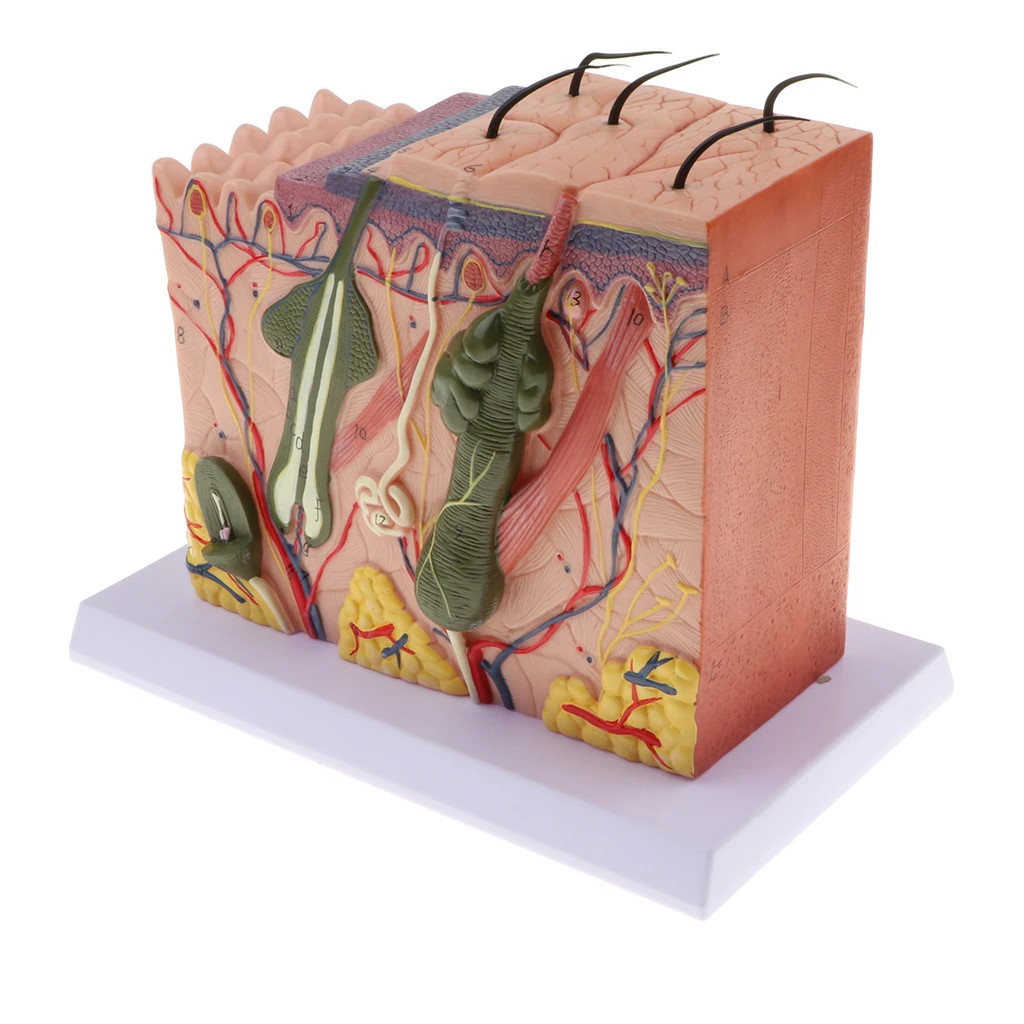 Magnify 70X Human Anatomical Skin Texture Subcutaneous Tissue Dissection Model Anatomy Biology Medical Teaching Aids