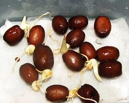 Salak Thai Salacca Very Hard to find SALACCA ZALACCA Snake Fruit Seeds Rare