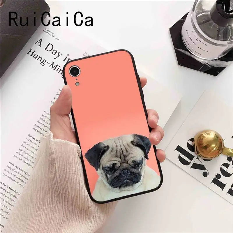 Animal Cute Pug Dog