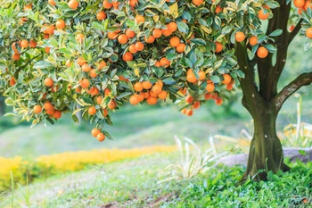 

Spring theme photo background spring green photography backdrop giant tree backdrops D-9667