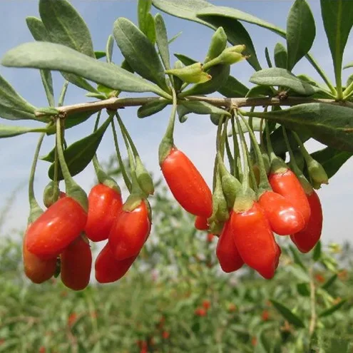 Fresh Dried Goji Berries 1000g 2 2 IB Nespera Organic Wolfberry Gouqi Berry Herbal Tea China