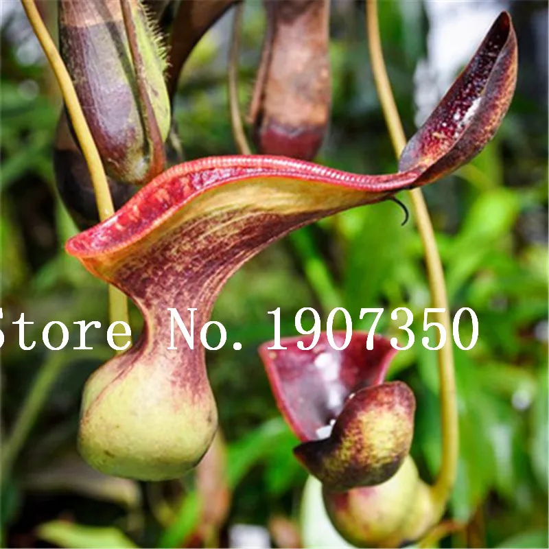 100 Pcs Striped Nepenthes Bonsai Eating Mosquito Carnivorous Plants