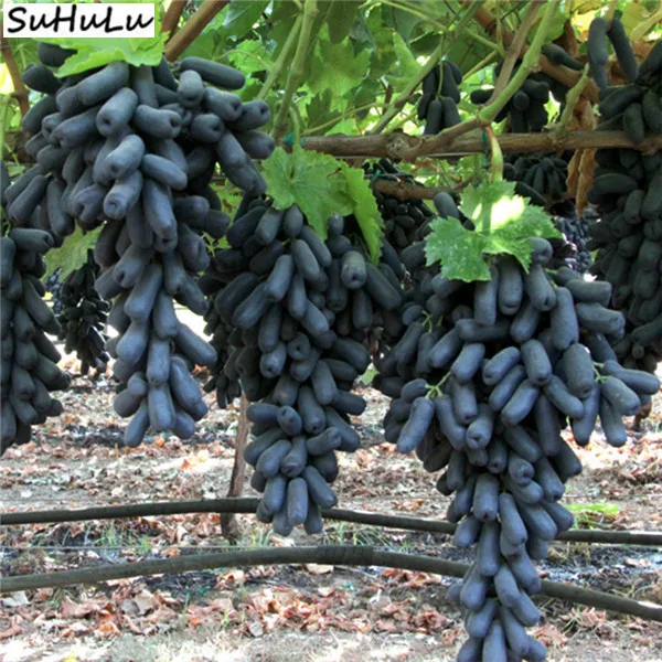 Rare Black Finger Grape Heirloom Organic Fruit Natural Growth Tree