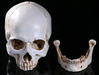 

High simulation 1: 1 human skull model high - precision teaching skull resin model Halloween