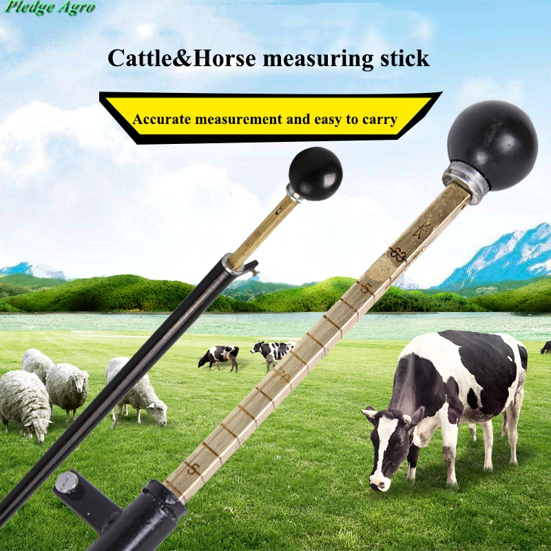 

Measuring rod stick sheep cattle cow goat livestock farm equipments tools instrument device measure apparatus