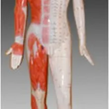 Тренировочный манекен 178 см лента модель человека канал акупунктурная модель для медсестер