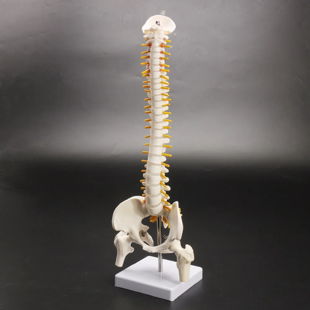 45 см Гибкая 1:1 взрослых поясничного изгиб позвоночника модель человека скелет модель с спинальный диск Модель таза используется для