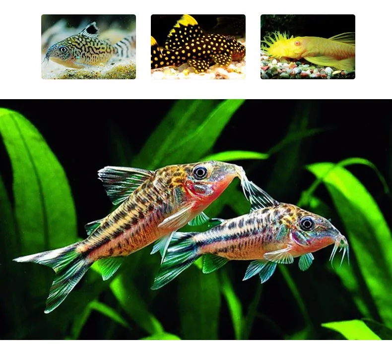 500ml Pleco Multi Wafers Suckermouth catfish Benthic fish small bottom fish food canister feeder aquarium