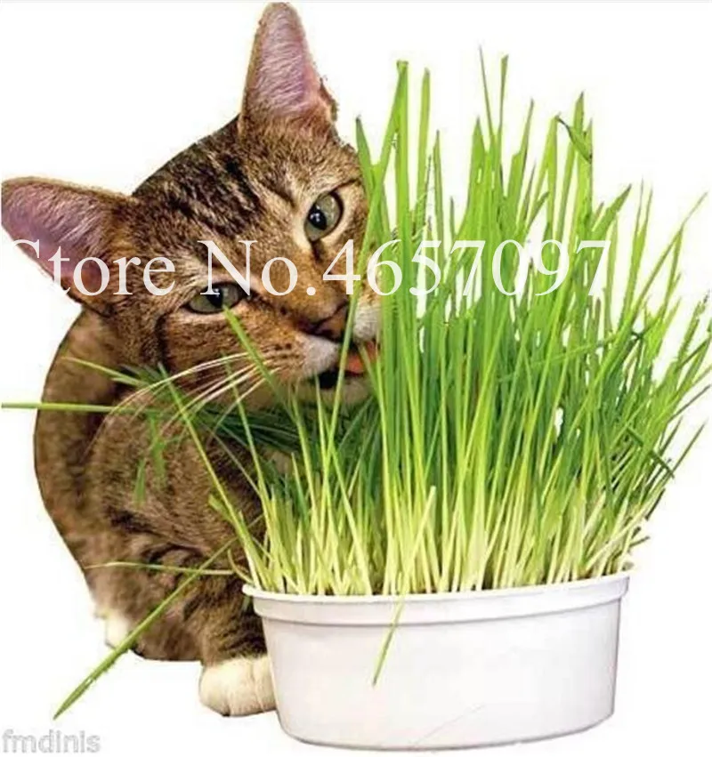 1000 Pcs Cat Grass Plant Herb Edible Lemongrass Kitchen Vegetable Bonsai Medicinal Use graines legumes potager DIY Home garden