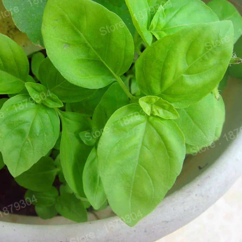 300pcs/bag Large Leaf Basil flores green fresh ocimum vegetable plantas Spices Aromatic Herb plante Bonsai Garden Plants Flower 300pcs/bag Large Leaf Basil flores green fresh ocimum vegetable plantas Spices Aromatic Herb plante Bonsai Garden Plants Flower