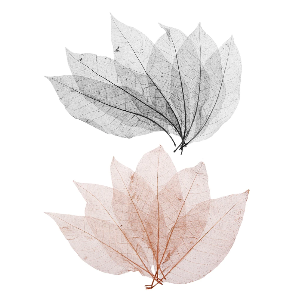 100 Pieces Natural Magnolia Skeleton Leaves Embellishment for Scrapbook DIY Crafts Bookmark Black Coffee