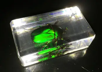 

FREE SHIPPING Chinese Green Scarab Beetle Insect Specimen Clear Acrylic Lucite Paperweight