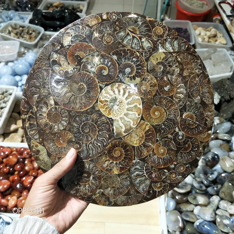 Ammonite Fossil Slice Plate Natura Shell a compassl MADAGASCAR FOSSIL SPECIMEN HEALING fashion wedding decoration