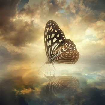 

Diamond Embroidery Butterfly Picture Rhinestone Full Display Diamond Painting Animal Butterfly Handmade Hobby Wall Decor a1157