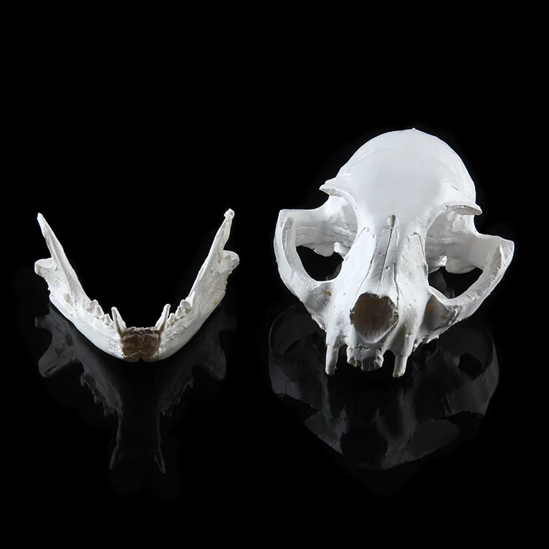

Cat Hand Toys Resin Skeleton Model School Students Teaching Tools Museum Exhibition Props Office Decoration Animal Molds Skull