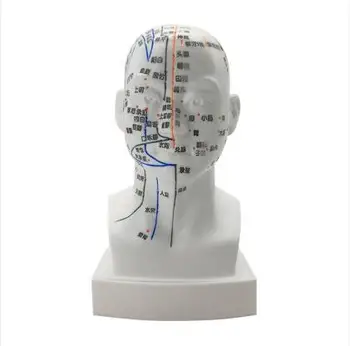 

19CM Gold Male pvc teaching medicine human acupuncture acupoint head mannequin model facial acupressure display stand 1pc A337