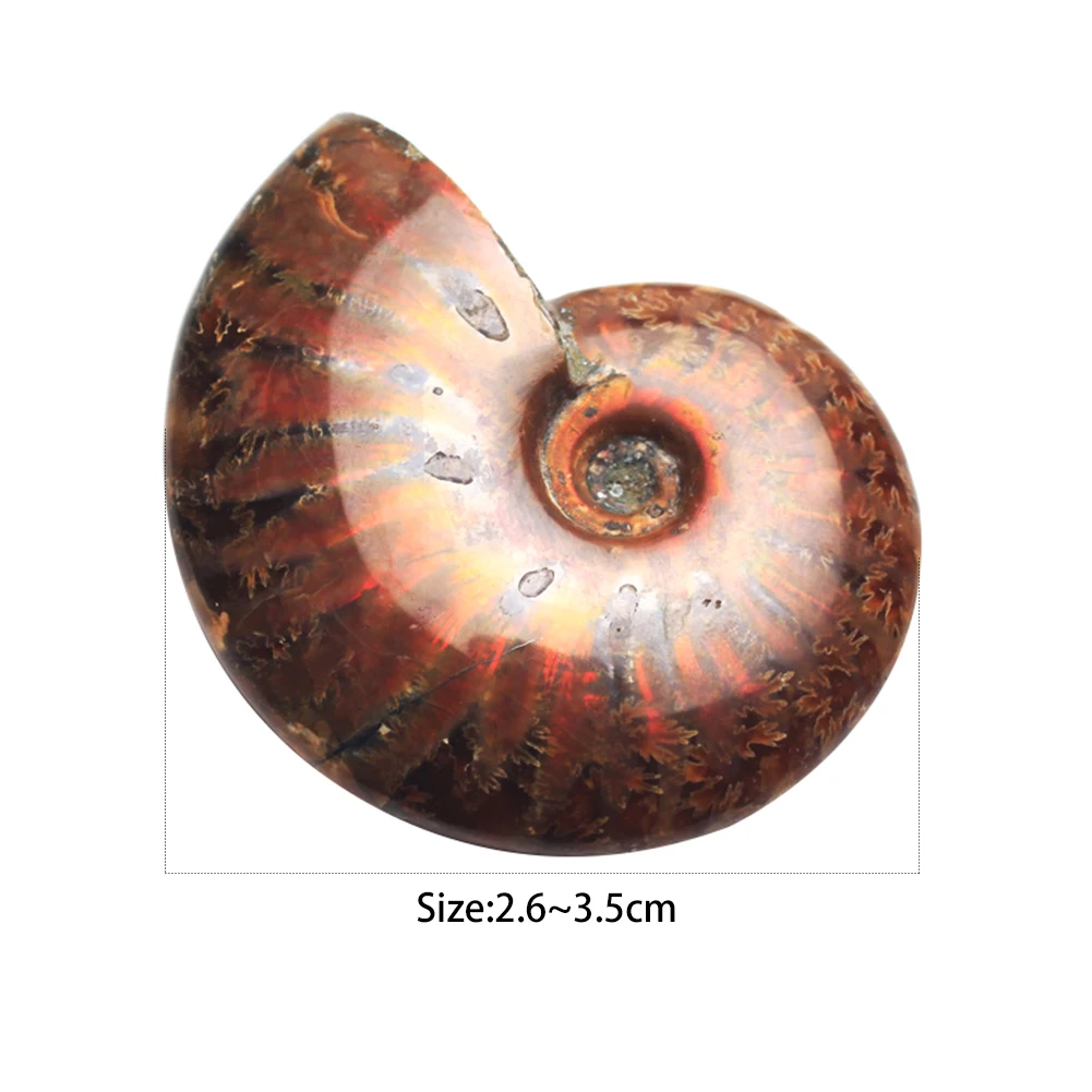 Спиральная аммолит натуральный аммонит окаменелый чистый натуральный ручной работы шт играется на пальмах хороший подарок для коллекции камней 2,6-3,5 см