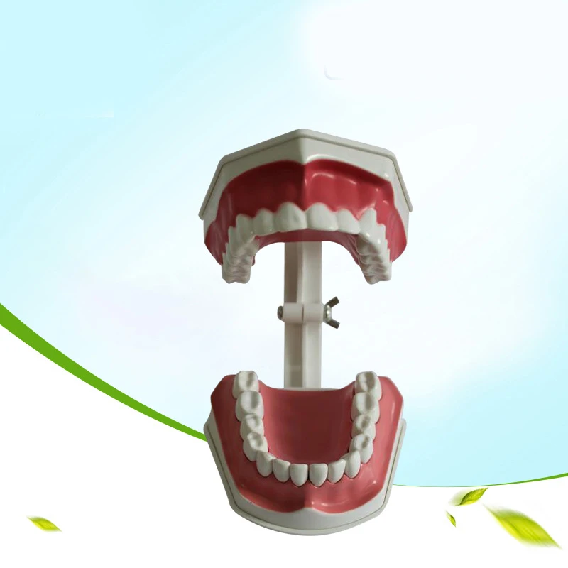 Dental materials and supplies dental teaching model equipment Children