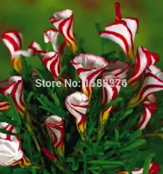 100 шт Свежие настоящие Oxalis versicolor semillas-цветочные растительные сементы