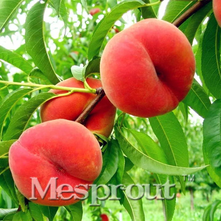 

10 Pcs Mini Flat Peach BonsaiGood Quality Small Potted Tree Bonsai Delicious Fruit Bonsai Sementes Jardin Plantas Semi Frutta