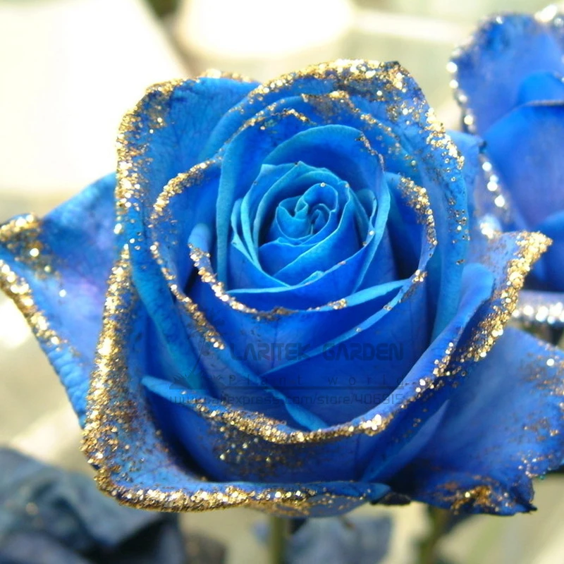 Popular Roses BlueBuy Cheap Roses Blue lots from China Roses Blue suppliers on