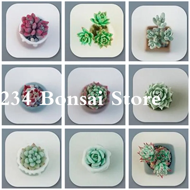 

100 pcs Real mini succulent cactus bonsa rare succulent perennial herb plants bonsai pot flower indoor plant for home garden