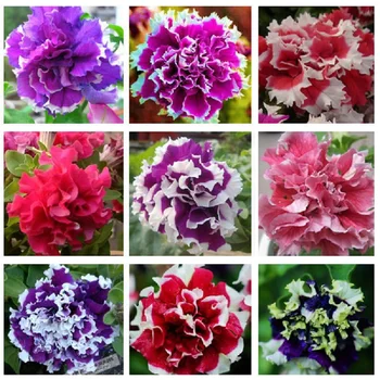 free ship Garden Petunia petals flower seeds for garden petunia semillas de petunias, 100 seeds