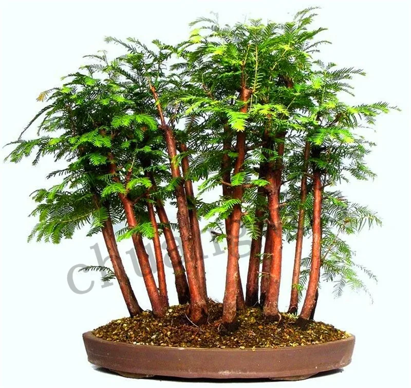

50 Pcs / Pack Dawn Redwood Bonsai Tree Grove Metasequoia Glyptostroboides Bonsai plant DIY Home Gardening Easy To Grow