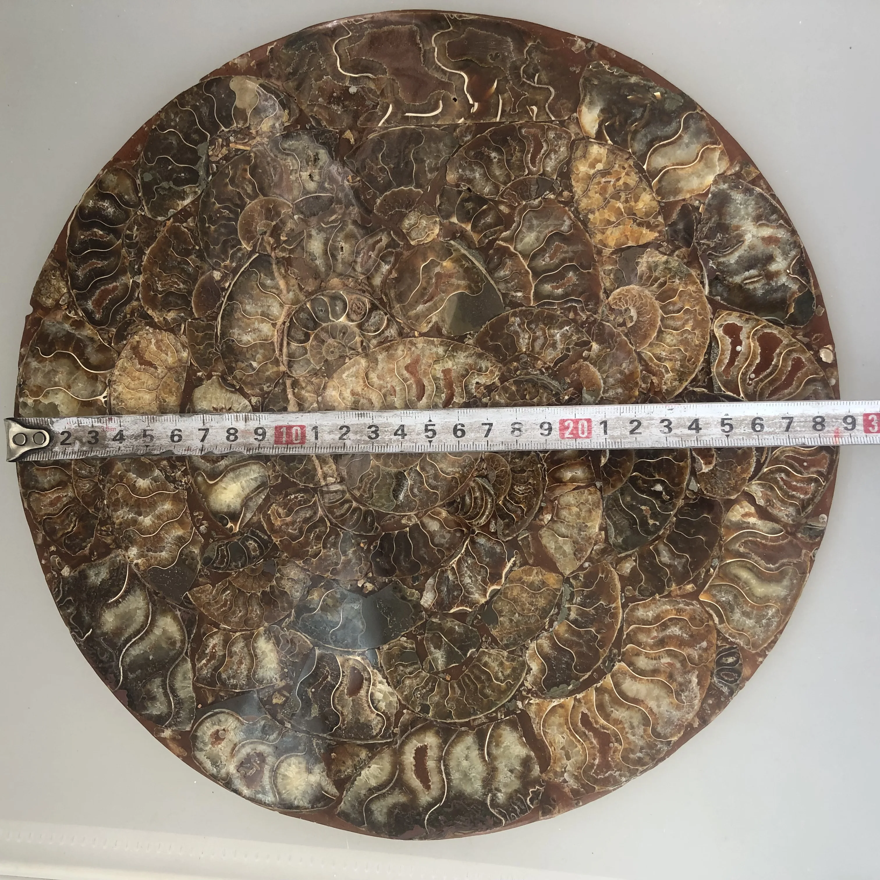 

Madagascar snail fossil, large specimen cure fashion wedding decoration