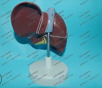 

Model of human body model liver model human body model